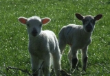 Spring 2009